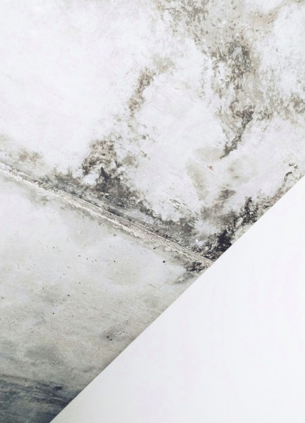 Entfernung von Schimmelpilzbefall